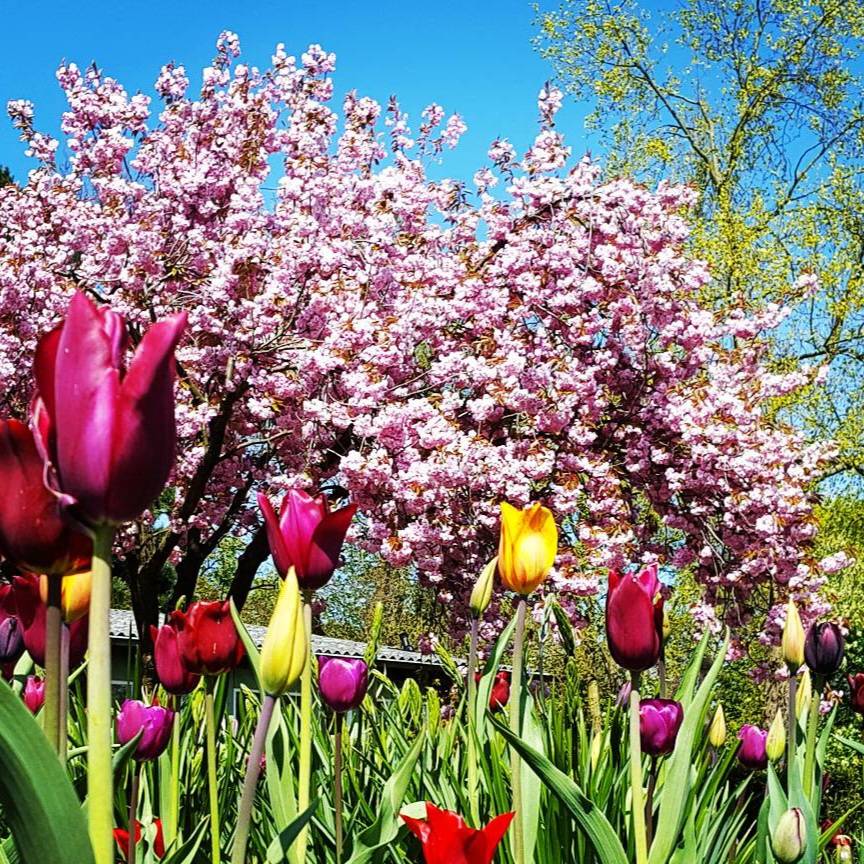 Glück genießen: Frühling
