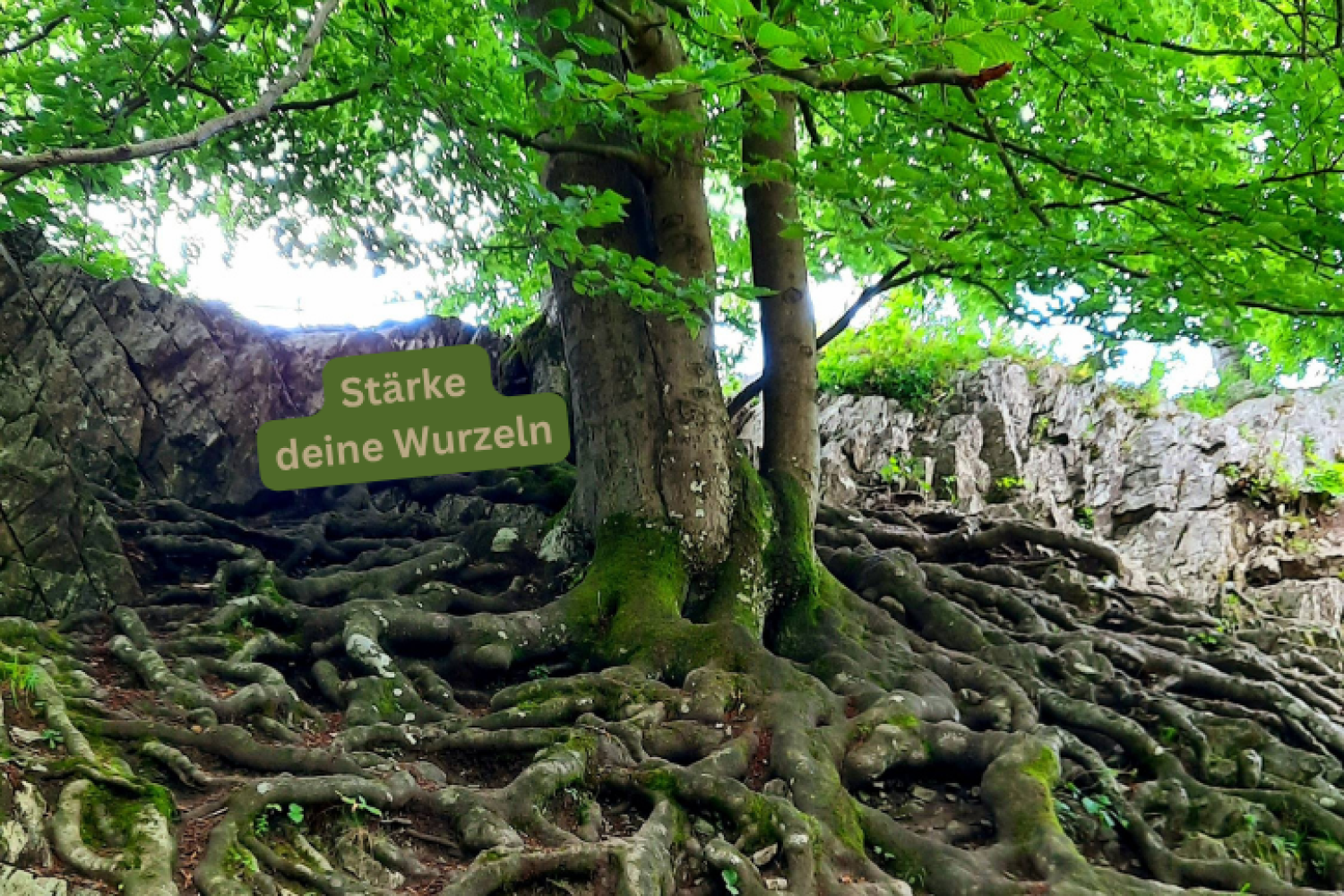 Baum mit starken Wurzeln als Sinnbild für persönliches Wachstum und innere Stärke. Im Bild steht: „Stärke deine Wurzeln.“
