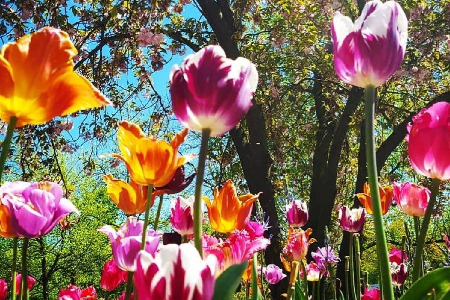 Bunte Tulpen in einem blühenden Garten unter blauem Himmel
